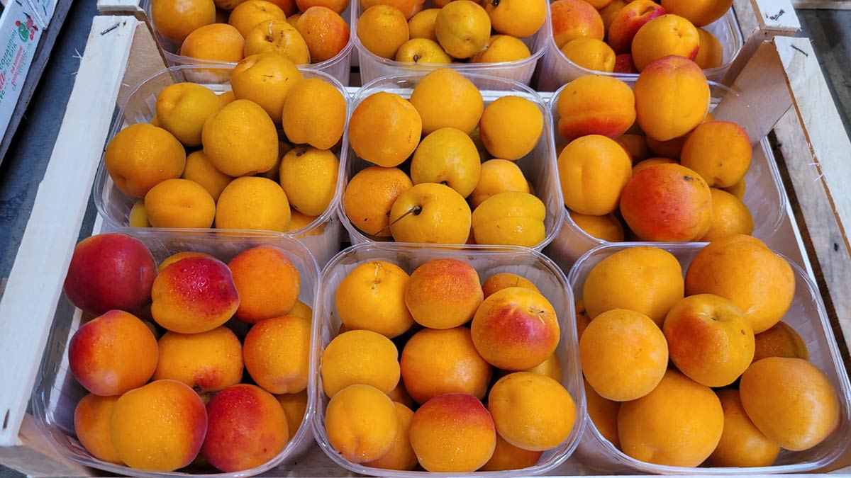 Albicocche - Emilia Romagna - 1/1,50 euro al chilogrammo